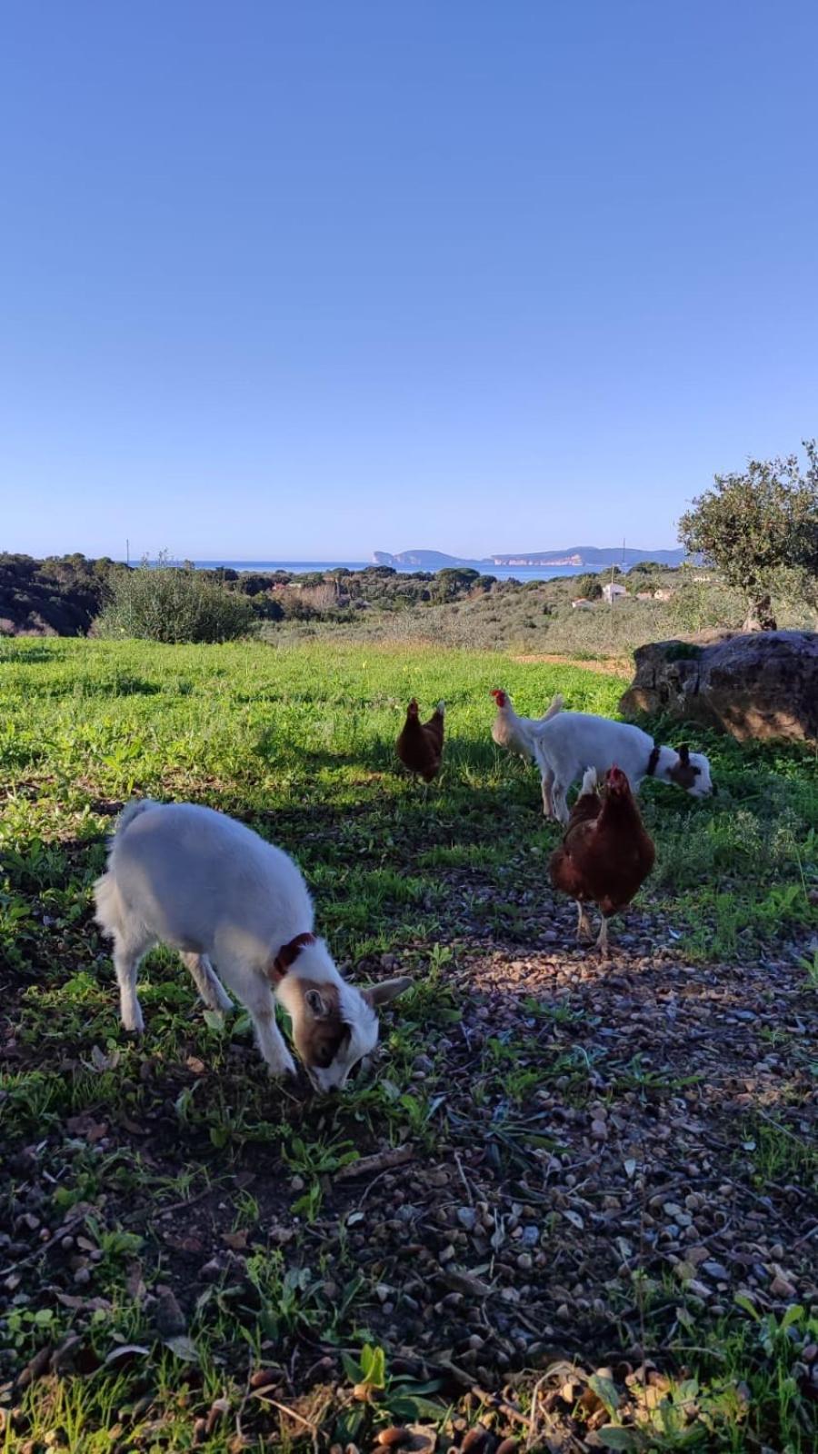 Villa Boeddu, Relax Tra Mare E Campagna Alghero Ngoại thất bức ảnh